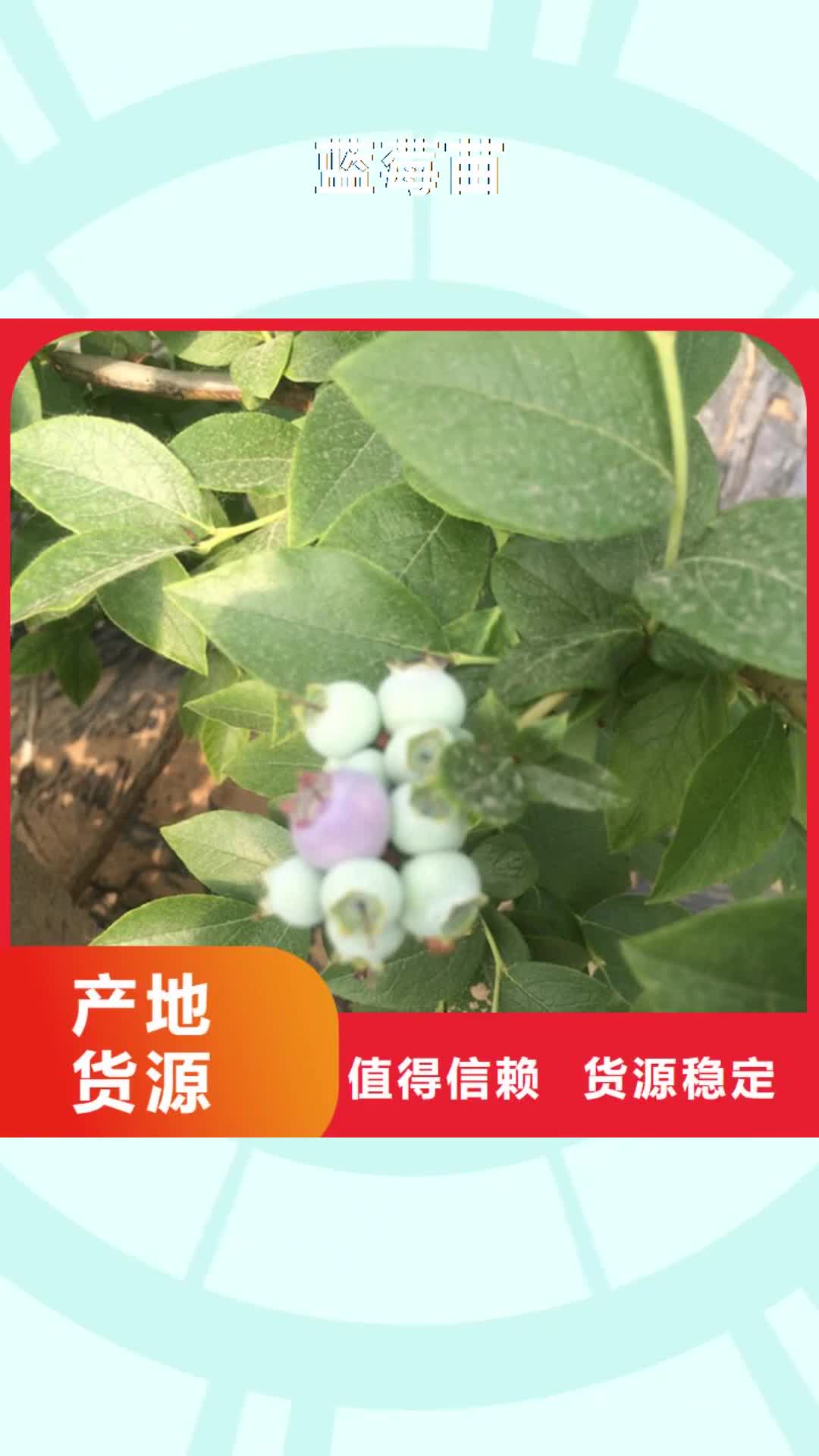 澳门 蓝莓苗,【无花果苗】专注生产制造多年