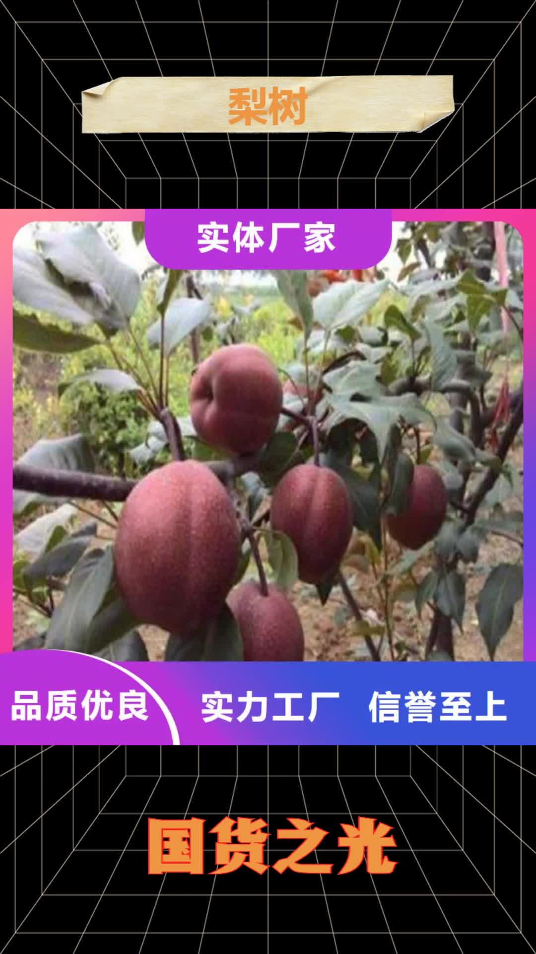 阜阳 梨树 【苹果苗】使用方法