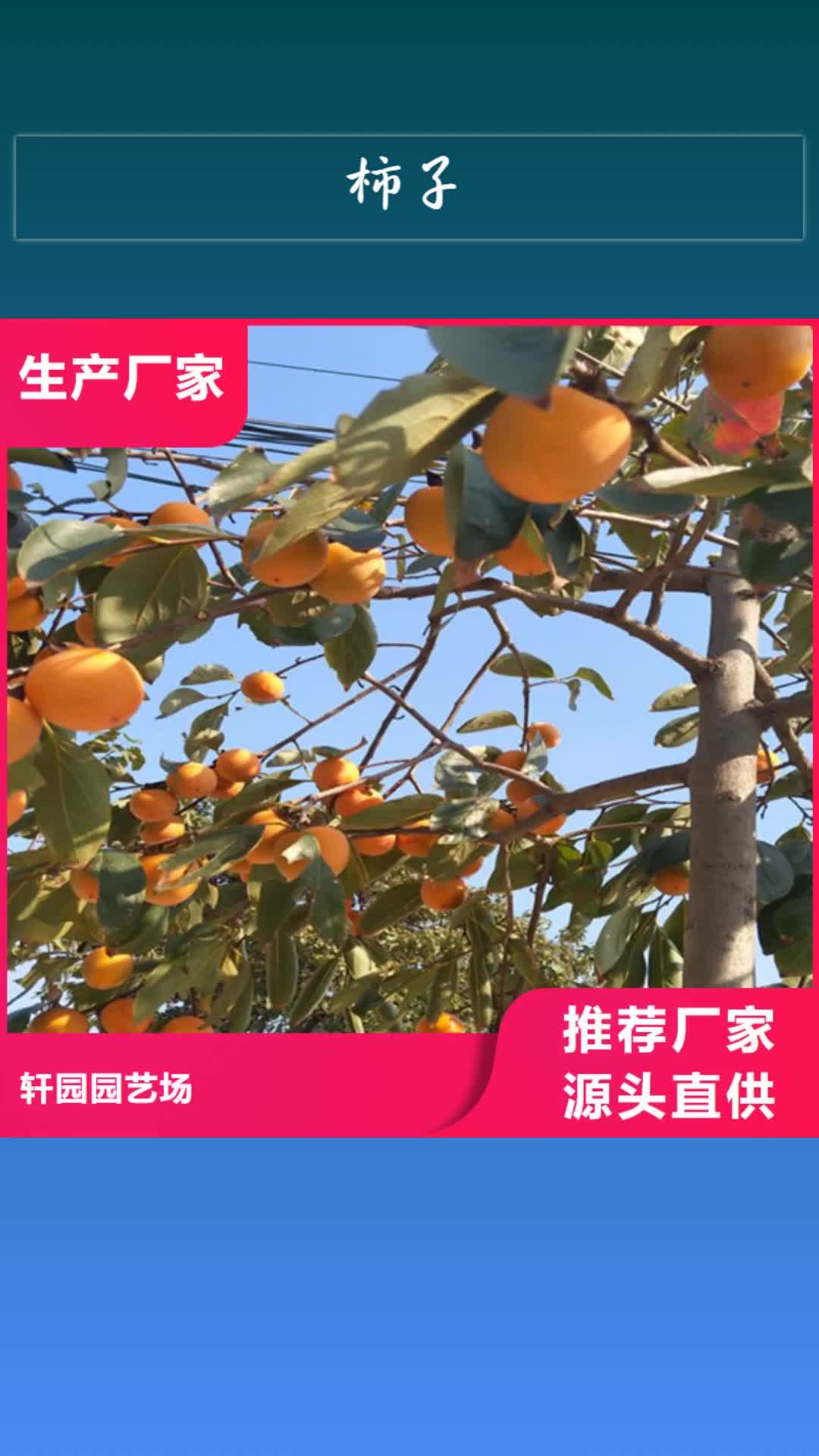秦皇岛【柿子】,苹果苗好产品价格低